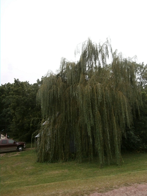 Fast Growing Weeping Willow