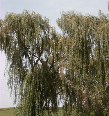 Fast Growing Weeping Willows