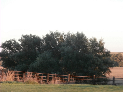 Hybrid Willow Farm Windbreaks