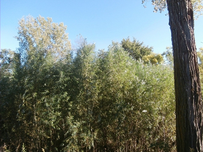 Hybrid Willow Wildlife Cover