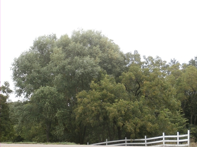 Hybrid Willows Fastest Growing Trees