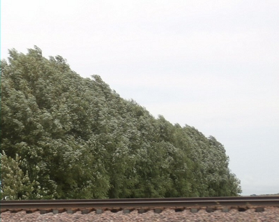 Railroad Privacy Screen Fast Growing