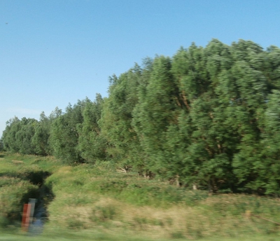 Willow Buffer Strips